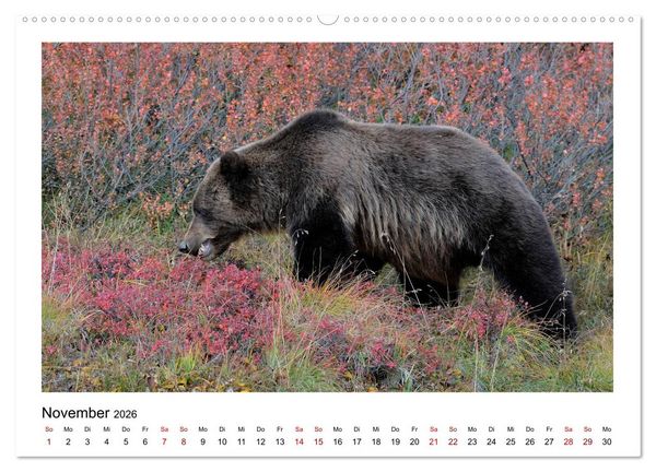 Produktbild: Braunb&auml;ren in Alaska (Wandkalender 2026 DIN A2 quer), CALVENDO Monatskalender