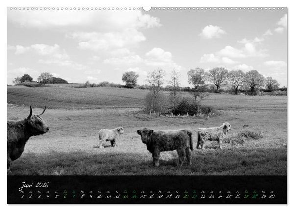 Produktbild: Highland Cattle vom Nordlicht - Faszination Hochland Rind (Wandkalender 2026 DIN A2 quer), CALVENDO Monatskalender