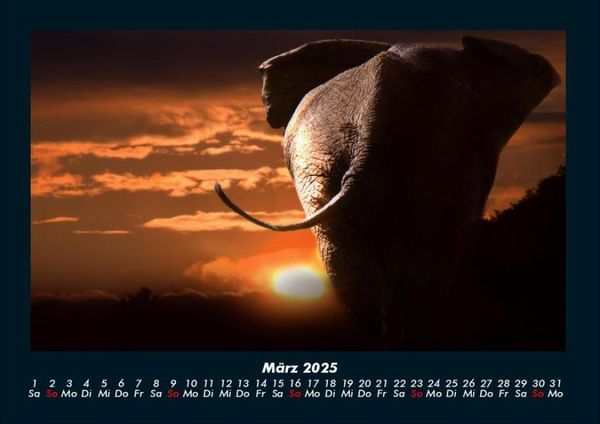 Produktbild: Der Elefantenkalender 2025 Fotokalender DIN A4