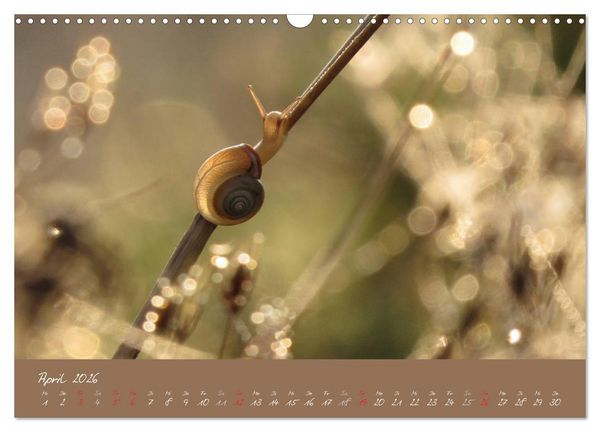 Produktbild: Schneckchen (Wandkalender 2026 DIN A3 quer), CALVENDO Monatskalender