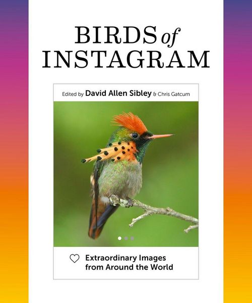 Produktbild: Birds of Instagram