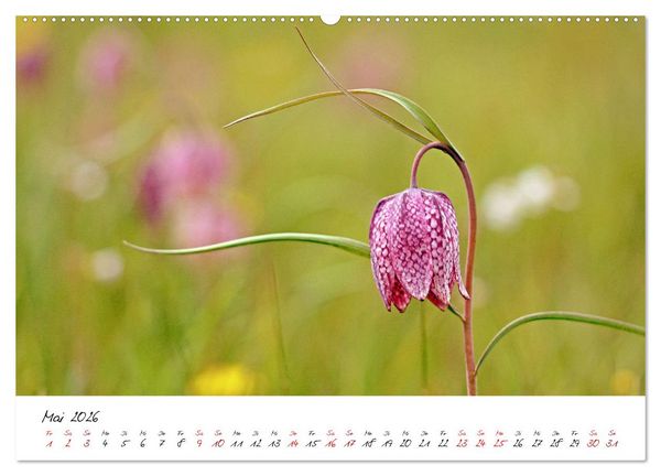 Produktbild: Sch&ouml;nheiten in freier Natur (hochwertiger Premium Wandkalender 2026 DIN A2 quer), Kunstdruck in Hochglanz