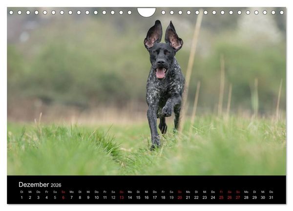 Produktbild: Jagdhunde bei der Arbeit (Wandkalender 2026 DIN A4 quer), CALVENDO Monatskalender