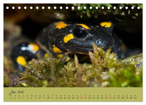 Produktbild: Feuersalamander - Liebenswerte Heimlichtuer (Tischkalender 2026 DIN A5 quer), CALVENDO Monatskalender