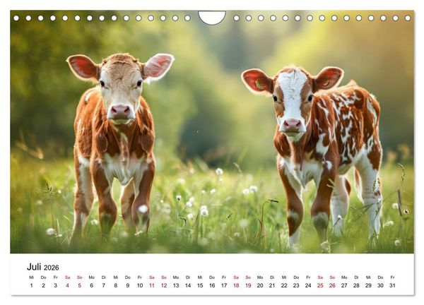 Produktbild: Weidengl&uuml;ck: Ein Jahr unter K&uuml;hen (Wandkalender 2026 DIN A4 quer), CALVENDO Monatskalender