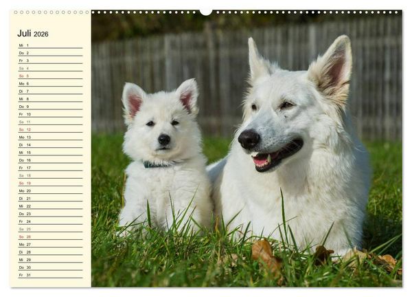 Produktbild: Wei&szlig;er Schweizer Sch&auml;ferhund - Ein Tag im Leben einer Hundefamilie (Wandkalender 2026 DIN A2 quer), CALVENDO Monatskalender