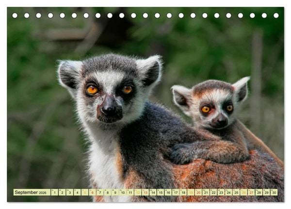 Produktbild: Affen - Affenkinder (Tischkalender 2026 DIN A5 quer), CALVENDO Monatskalender