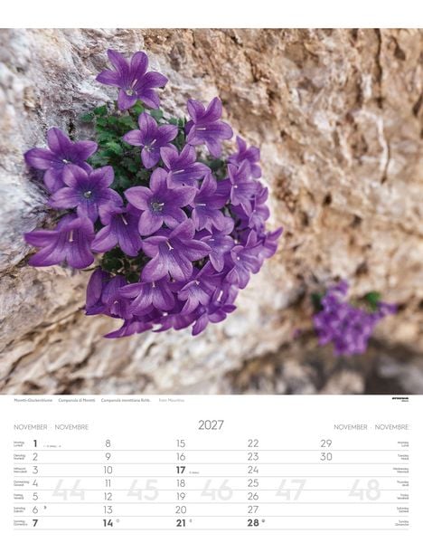 Produktbild: Alpenblumen Kalender 2027