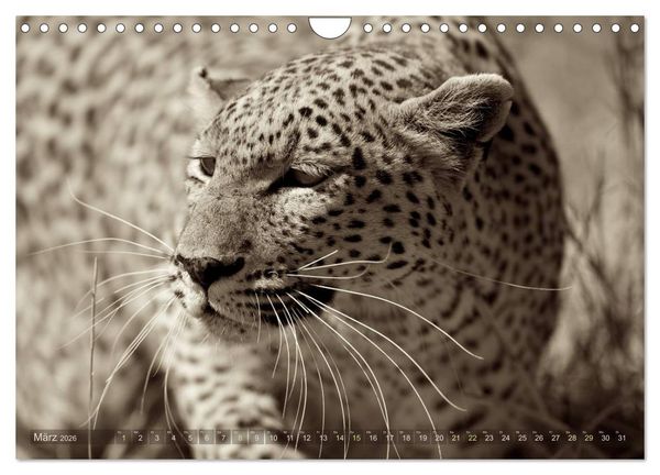Produktbild: Botswana &ndash; Impressionen aus Afrika (Wandkalender 2026 DIN A4 quer), CALVENDO Monatskalender