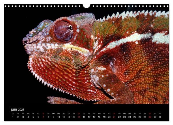 Produktbild: Cam&eacute;l&eacute;ons - Petits dragons d'Afrique. (Calendrier mural 2026 DIN A3 vertical), CALVENDO calendrier mensuel