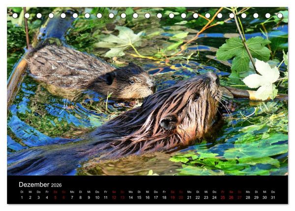 Produktbild: Das Leben der Biber (Tischkalender 2026 DIN A5 quer), CALVENDO Monatskalender
