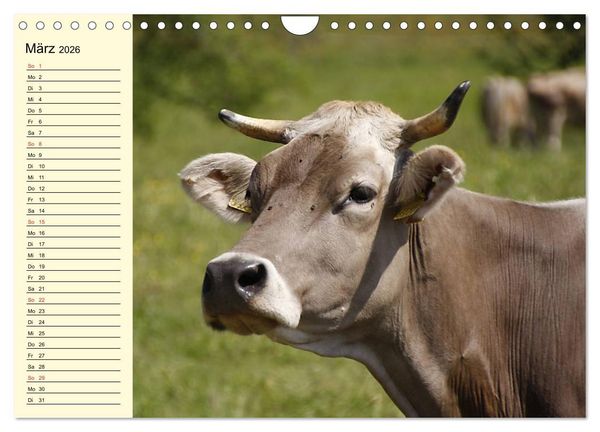 Produktbild: Gl&uuml;ckliche K&uuml;he auf saftigen Wiesen (Wandkalender 2026 DIN A4 quer), CALVENDO Monatskalender