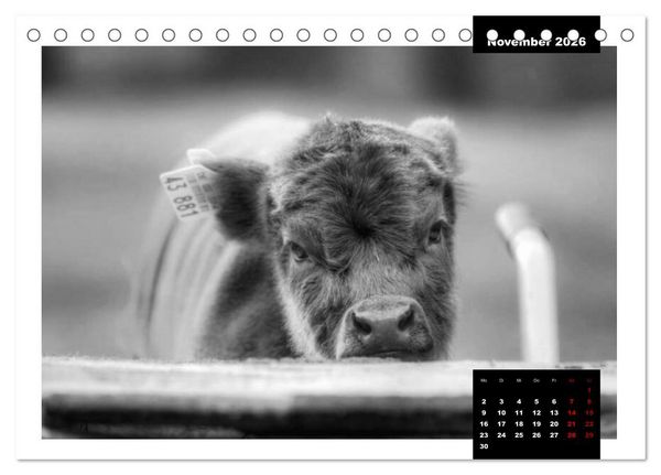 Produktbild: Faszination Schottisches Hochlandrind (Tischkalender 2026 DIN A5 quer), CALVENDO Monatskalender
