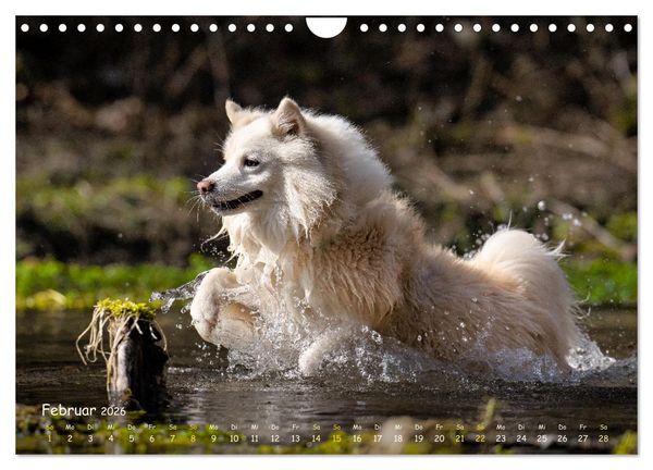 Produktbild: Mein isl&auml;ndischer Wasserhund (Wandkalender 2026 DIN A4 quer), CALVENDO Monatskalender