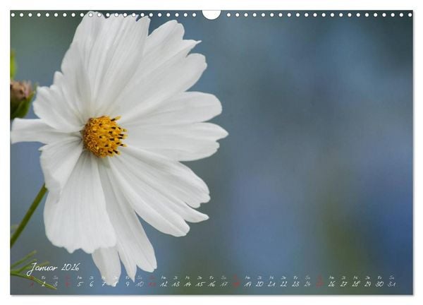 Produktbild: Bl&uuml;tenzauber in meinem Garten (Wandkalender 2026 DIN A3 quer), CALVENDO Monatskalender