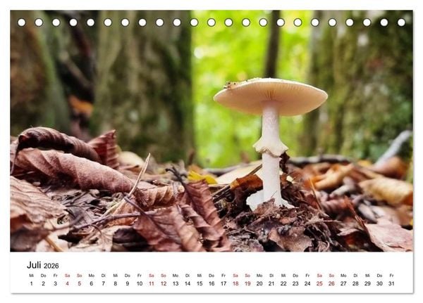 Produktbild: Pilze - Geheimnisvolle Herrscher der W&auml;lder (Tischkalender 2026 DIN A5 quer), CALVENDO Monatskalender