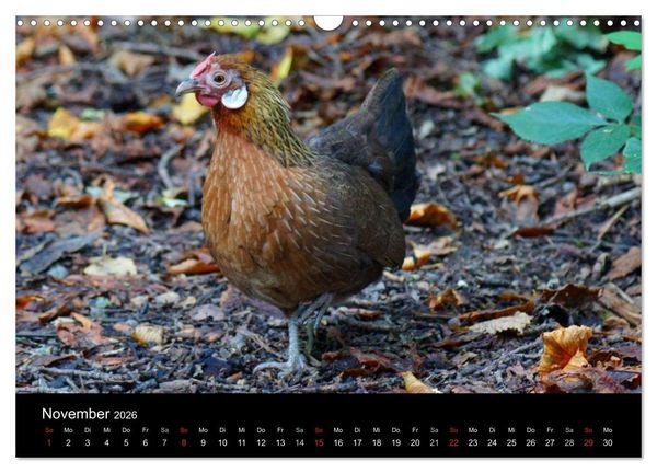 Produktbild: Die Welt der H&uuml;hner (Wandkalender 2026 DIN A3 quer), CALVENDO Monatskalender