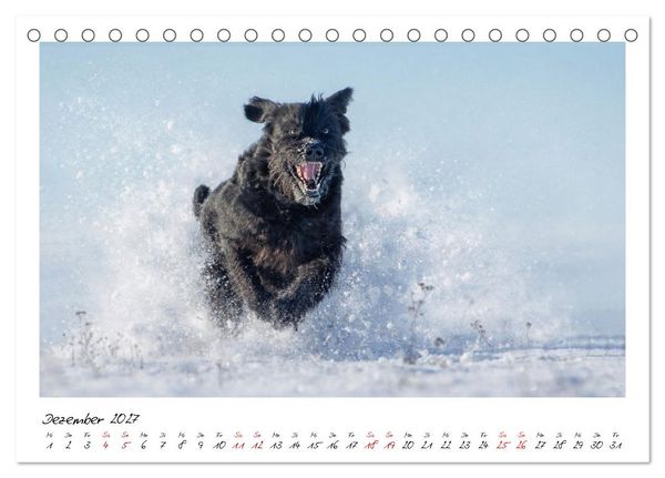 Produktbild: Riesenschnauzer - Herz auf vier Pfoten (Tischkalender 2027 DIN A5 quer), CALVENDO Monatskalender