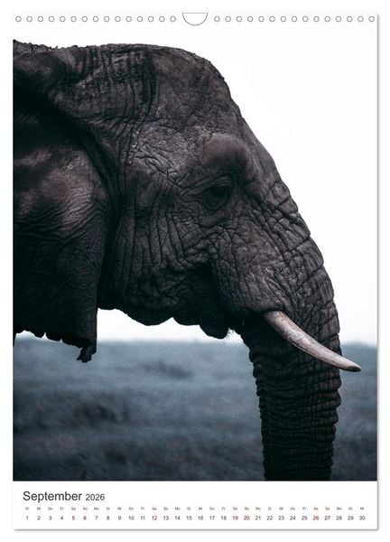 Produktbild: Elefanten - Die Herzeroberer der Tierwelt. (Wandkalender 2026 DIN A3 hoch), CALVENDO Monatskalender