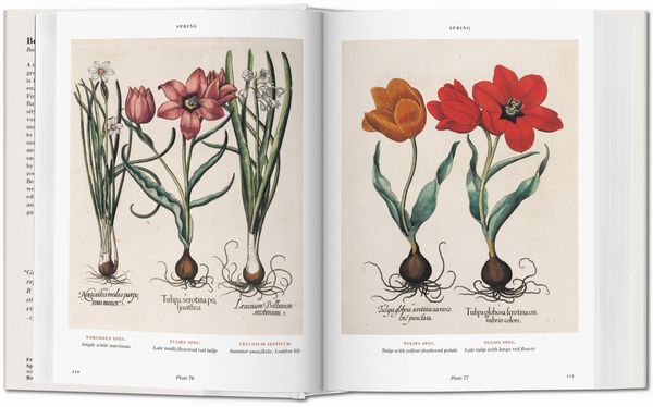 Produktbild: Basilius Besler