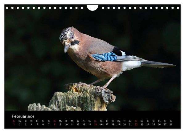 Produktbild: Eichelh&auml;her der Waldpolizist (Wandkalender 2026 DIN A4 quer), CALVENDO Monatskalender
