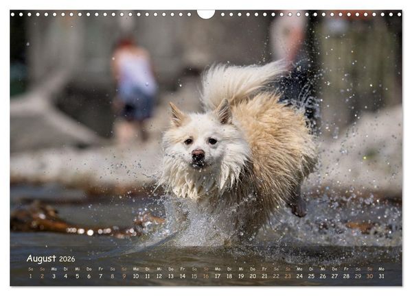 Produktbild: Mein isl&auml;ndischer Wasserhund (Wandkalender 2026 DIN A3 quer), CALVENDO Monatskalender