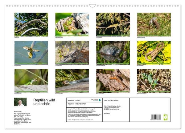 Produktbild: Reptilien wild und sch&ouml;n (Wandkalender 2026 DIN A2 quer), CALVENDO Monatskalender