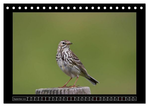Produktbild: Niederrheinische Vogelwelt (Tischkalender 2026 DIN A5 quer), CALVENDO Monatskalender