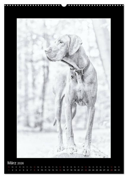 Produktbild: Vizsla-Liebe (Wandkalender 2026 DIN A2 hoch), CALVENDO Monatskalender