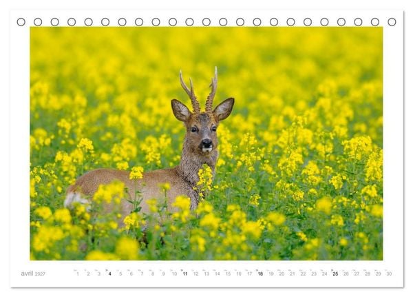 Produktbild: Un an avec des chevreuils (Calendrier de bureau 2027 DIN A5 vertical), CALVENDO calendrier mensuel
