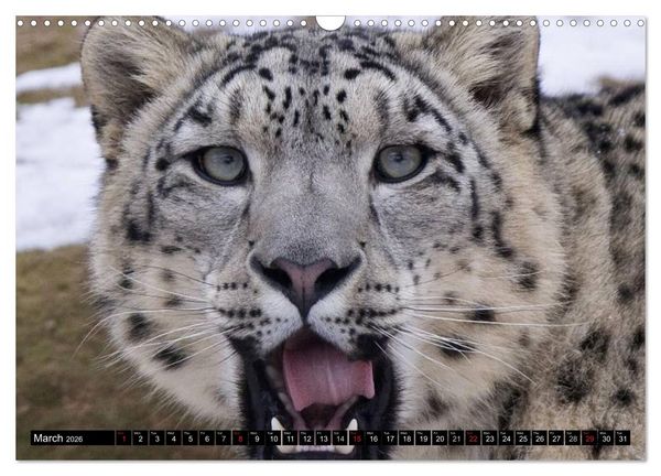 Produktbild: Big Cats &bull; Faces of the most beautiful predators (Wall Calendar 2026 DIN A3 landscape), CALVENDO 12 Month Wall Calendar