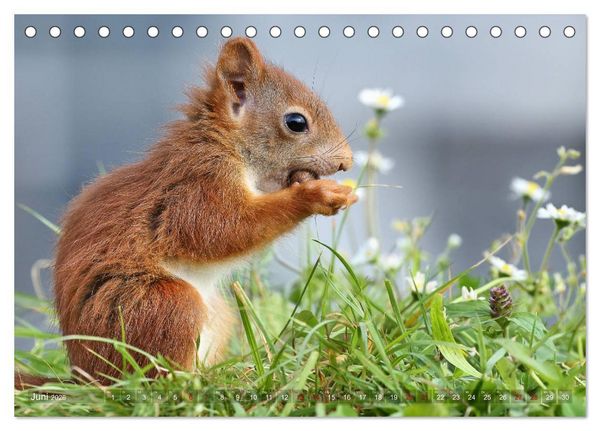 Produktbild: Eichh&ouml;rnchen Momentaufnahmen f&uuml;rs Herz (Tischkalender 2026 DIN A5 quer), CALVENDO Monatskalender
