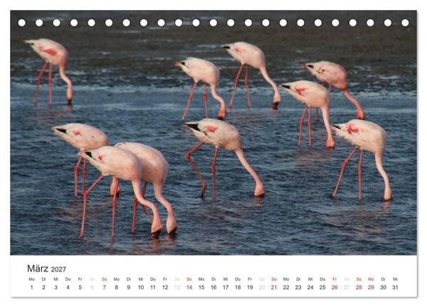 Produktbild: Namibia - Tierische Vielfalt (Tischkalender 2027 DIN A5 quer), CALVENDO Monatskalender
