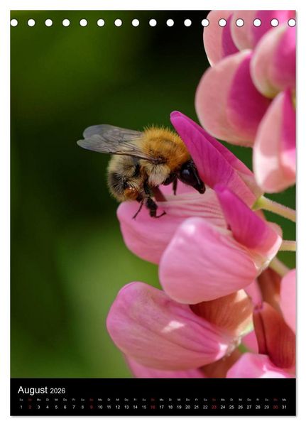 Produktbild: Bienen und Hummeln (Tischkalender 2026 DIN A5 hoch), CALVENDO Monatskalender