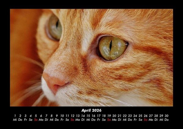 Produktbild: F&uuml;r Katzenfreunde 2026 Fotokalender DIN A3