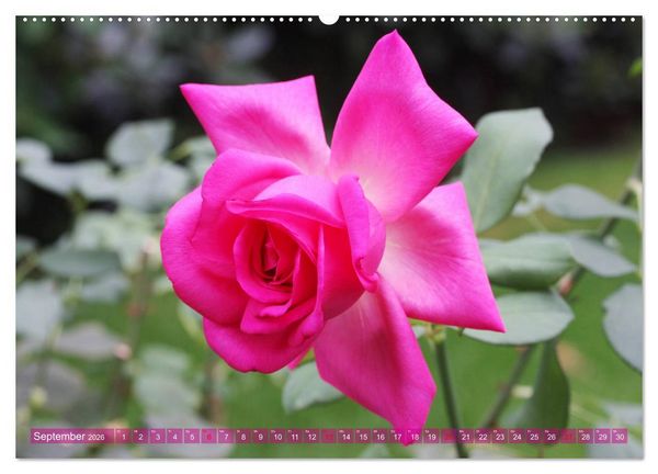 Produktbild: Romantische Rosentr&auml;ume (hochwertiger Premium Wandkalender 2026 DIN A2 quer), Kunstdruck in Hochglanz