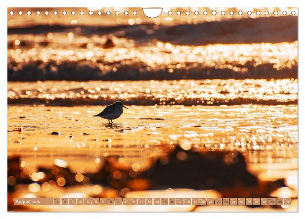 Produktbild: Helgoland - Das Leben auf der D&uuml;ne Helgolands (Wandkalender 2026 DIN A4 quer), CALVENDO Monatskalender