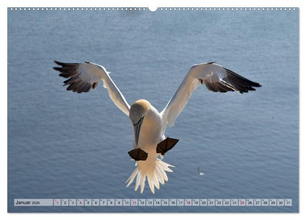 Produktbild: Sch&ouml;ne Insel Helgoland (Wandkalender 2026 DIN A2 quer), CALVENDO Monatskalender