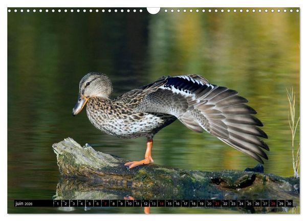 Produktbild: PLUMES L&Eacute;G&Egrave;RES. Oiseaux du Monde (Calendrier mural 2026 DIN A3 vertical), CALVENDO calendrier mensuel