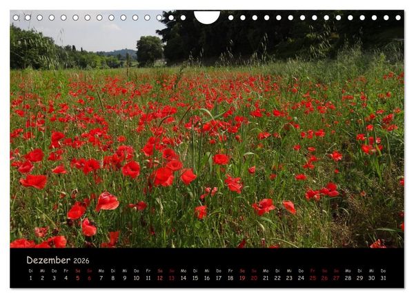 Produktbild: Just Mohn (Wandkalender 2026 DIN A4 quer), CALVENDO Monatskalender