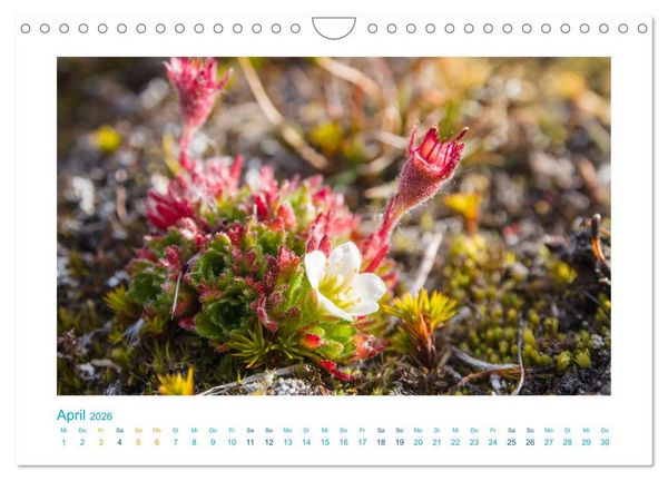 Produktbild: Spitzbergen - Landschaft - Eis - Tierwelt (Wandkalender 2026 DIN A4 quer), CALVENDO Monatskalender