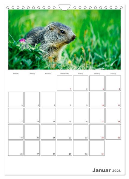 Produktbild: Franz&ouml;sische Alpen, auf den Pfaden des Murmeltiers (Wandkalender 2026 DIN A4 hoch), CALVENDO Monatskalender