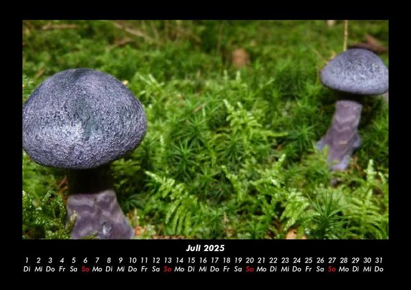 Produktbild: Pilzkalender 2025 Fotokalender DIN A3