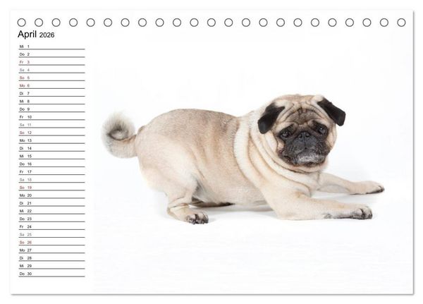 Produktbild: Mops - unwiderstehlich und charmant (Tischkalender 2026 DIN A5 quer), CALVENDO Monatskalender