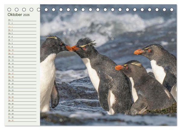 Produktbild: Unter Pinguinen (Tischkalender 2026 DIN A5 quer), CALVENDO Monatskalender
