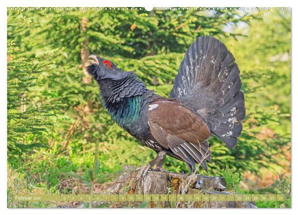 Produktbild: Wildtiere des Waldes: Hier wird der Mythos Wald lebendig (Wandkalender 2026 DIN A2 quer), CALVENDO Monatskalender
