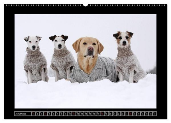 Produktbild: Parson Russell Terrier (hochwertiger Premium Wandkalender 2026 DIN A2 quer), Kunstdruck in Hochglanz