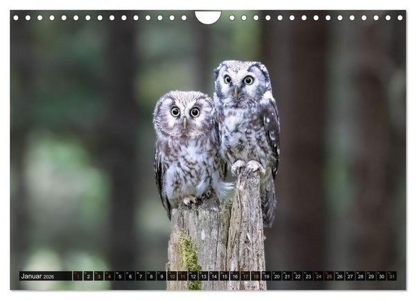 Produktbild: Eulen - Fl&uuml;gel der Nacht (Wandkalender 2026 DIN A4 quer), CALVENDO Monatskalender
