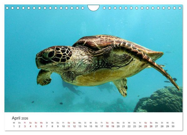 Produktbild: Schildkr&ouml;ten - Die gepanzerten Tiere. (Wandkalender 2026 DIN A4 quer), CALVENDO Monatskalender