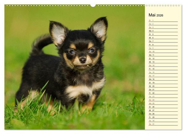 Produktbild: Chihuahua - Kleine Hunde ganz gro&szlig; (hochwertiger Premium Wandkalender 2026 DIN A2 quer), Kunstdruck in Hochglanz